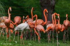 Zoo Madrid